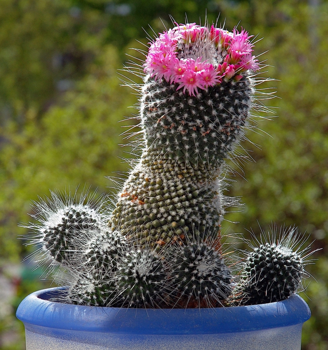 80052721_4278666_Mammillaria_aka (554x599, 606Kb)