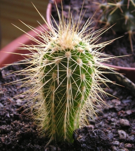 kaktus7ao (480x512, 135Kb)