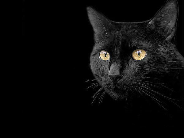 600 (600x450, 42Kb)