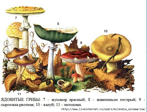 Вы плохо знаете грибы, если считаете так- | Книга Грибов | Дзен