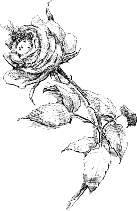 78846546_large_roses030 (455x699, 212Kb)