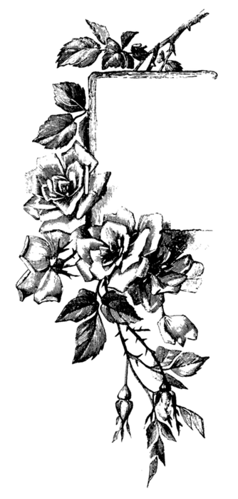 78846566_large_roses037 (334x699, 158Kb)