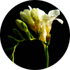 Untitled-2 (143x143, 24Kb)