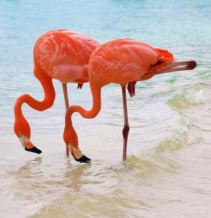 102783964_large_flamingo22 (676x699, 351Kb)