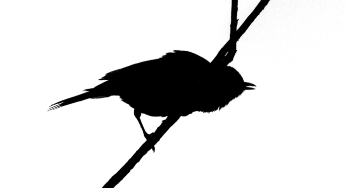 0102 (700x382, 29Kb)