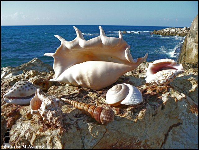 Раковина моллюска живой. Большие ракушки морские. Ракушки Океанические. Большие морские раковины. Самые редкие ракушки.