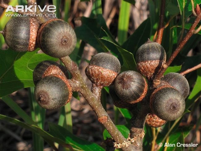 Georgia-oak-acorns (650x488, 183Kb)