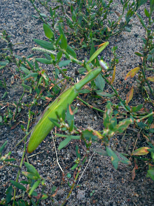 DSC00118 (525x700, 627Kb)