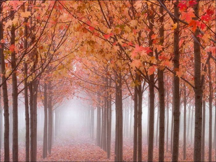 beautiful_fall_in_photos_29 (700x525, 99Kb)