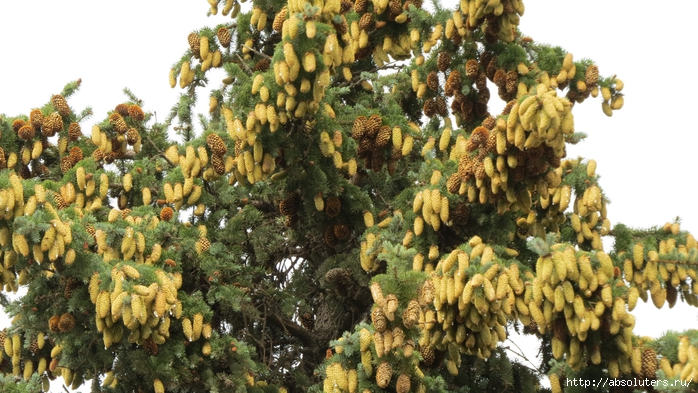 IMG_1353 (700x393, 293Kb)