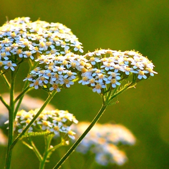 4291368_3415385_1282171386_achillea (700x700, 305Kb)