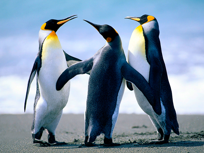 Penguins (700x525, 515Kb)