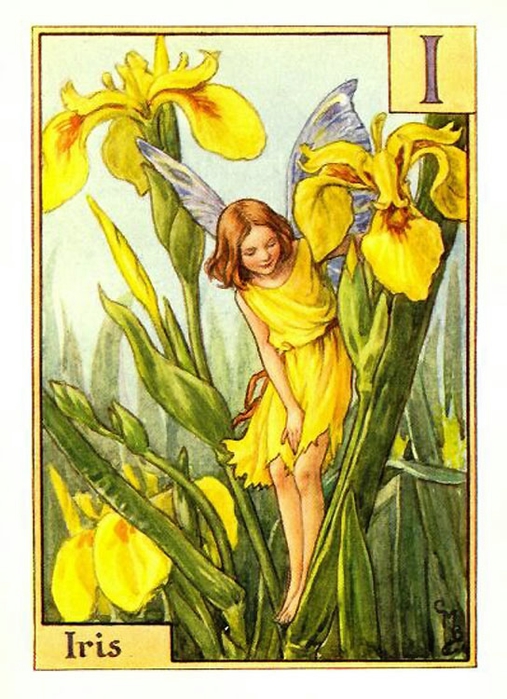 iris_flower_fairy (507x700, 269Kb)