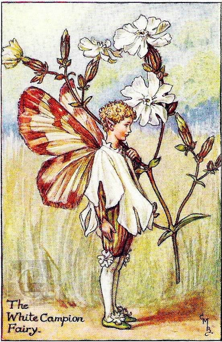 White Campion Fairy copy (453x700, 348Kb)