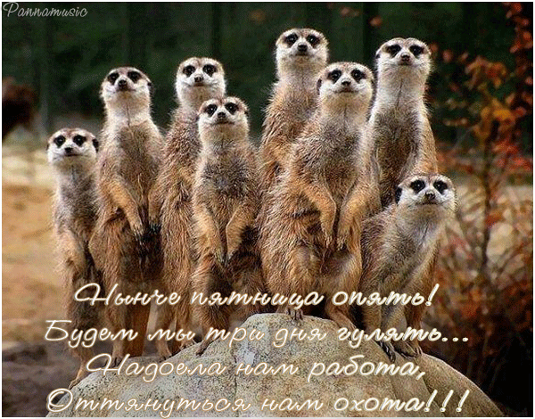82838921_nuynche_pyatnica_opyat_gifka (600x470, 893Kb)