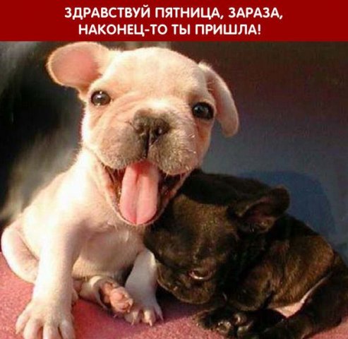66520740_1239950082x_43d8b561 (493x480, 43Kb)