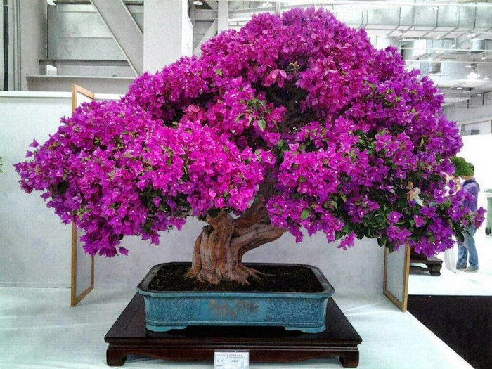 5152557_bonsai_4 (700x525, 170Kb)