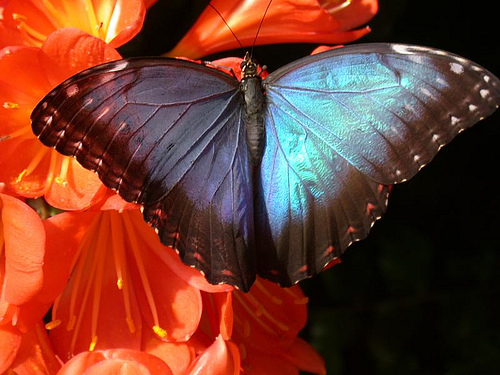 Nature-Butterfly-24-1 (500x375, 208Kb)