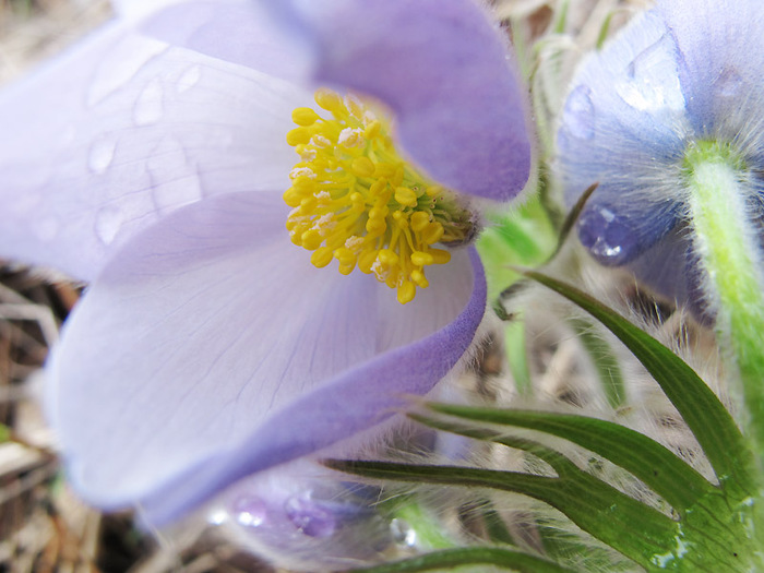 5179278_spring_flower2_aa (700x525, 112Kb)