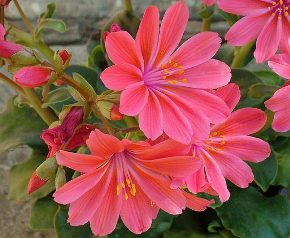 lewisia_cotyledon04 (565x464, 268Kb)