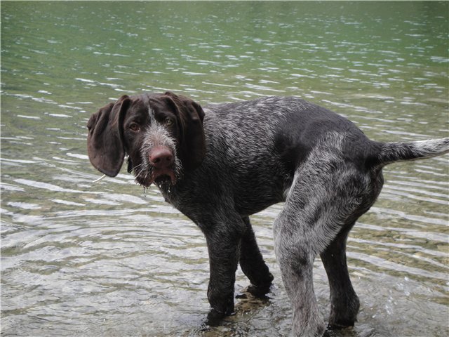 Рассмотрите фотографию собаки породы немецкий дратхаар. Собака дратхар чёрная.