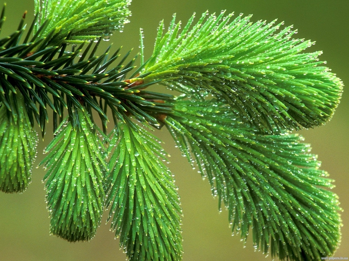Dew-Covered Spruce Bough (700x525, 362Kb)
