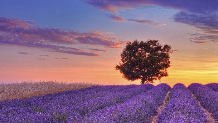 3303834_lavanda_13 (700x393, 74Kb)