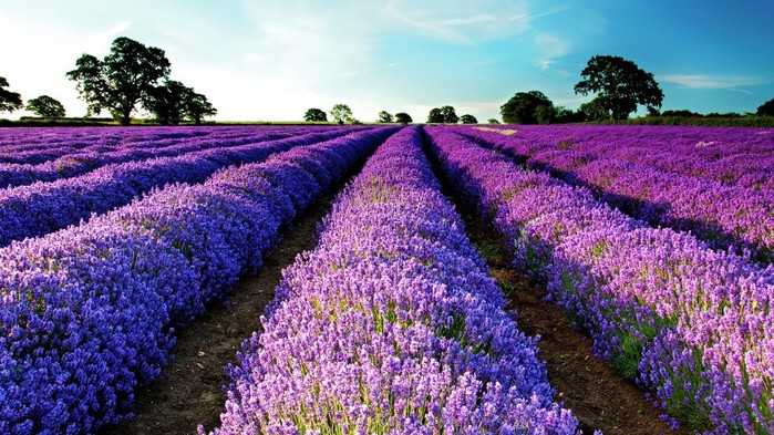 3303834_lavanda_4 (700x393, 135Kb)