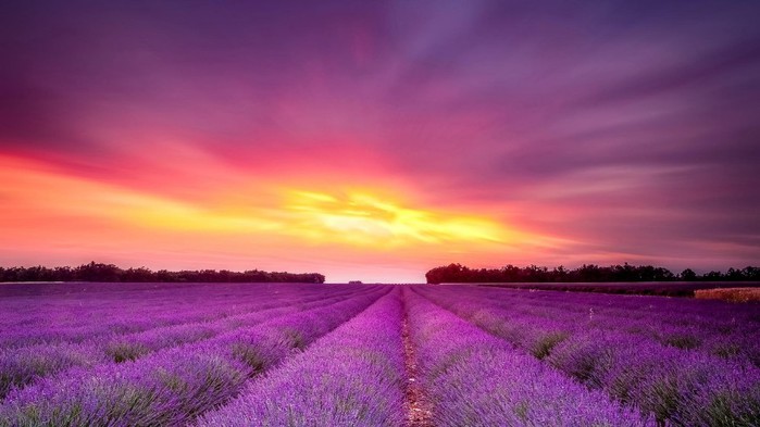 3303834_lavanda_14 (700x393, 60Kb)