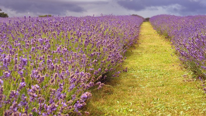 3303834_lavanda_10 (700x393, 127Kb)