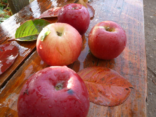 ������ 043 (600x450, 94Kb)