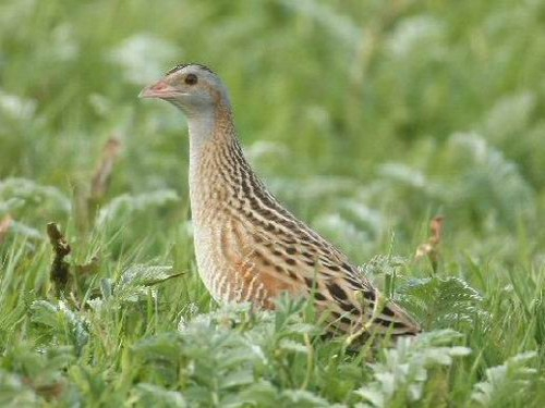 Corncrake_(Crex_crex) (500x375, 152Kb)