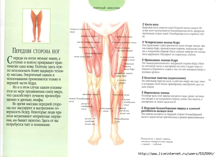 Часть ноги на б. Части ног для массажа. Передняя сторона бедра. Самомассаж для ноги бедро. Внутренняя сторона голени.