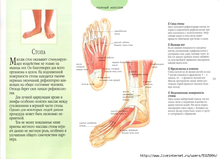 Пора точки. Верхняя часть стопы название. Части стопы человека. Строение стопы массаж. Тыльная часть стопы.