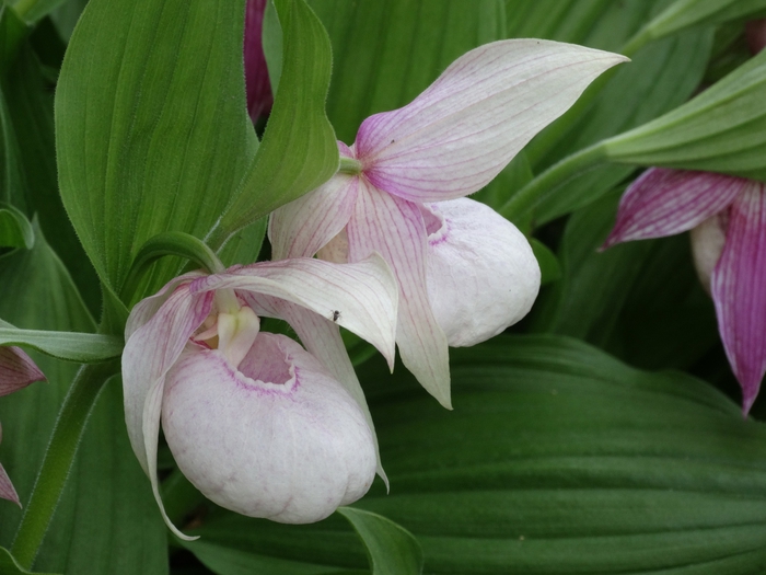5559494_DSC06434 (700x525, 222Kb)