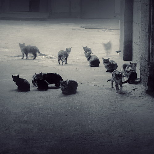  (500x500, 103Kb)