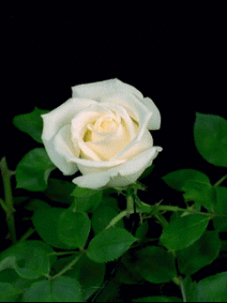 86741055_1827824_thumb (255x340, 528Kb)