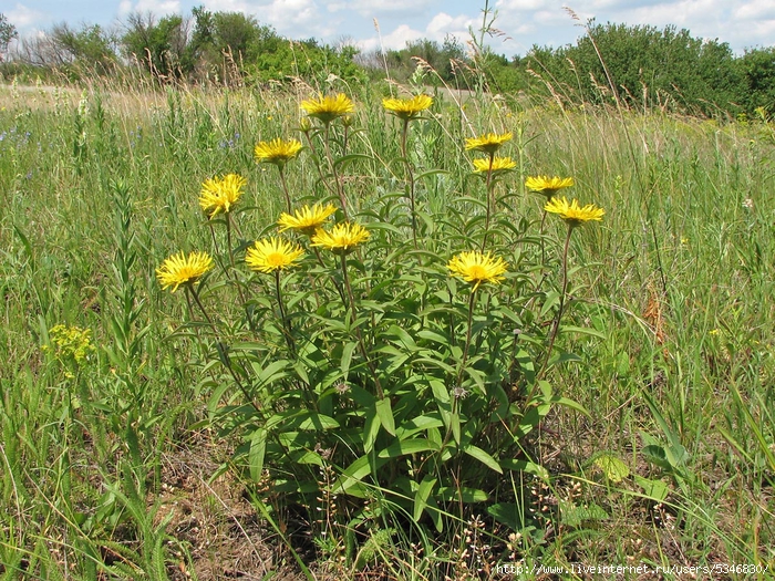 ������� 2 (700x525, 503Kb)