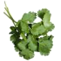 4265673_thumb_1267719553_Cilantro_1_1_ (90x90, 13Kb)