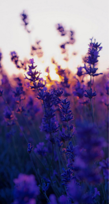 346 (374x700, 255Kb)