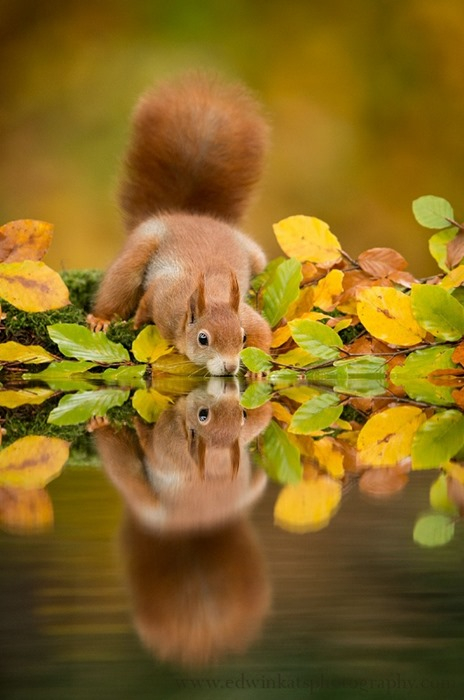 drinkingsquirrel (464x700, 254Kb)