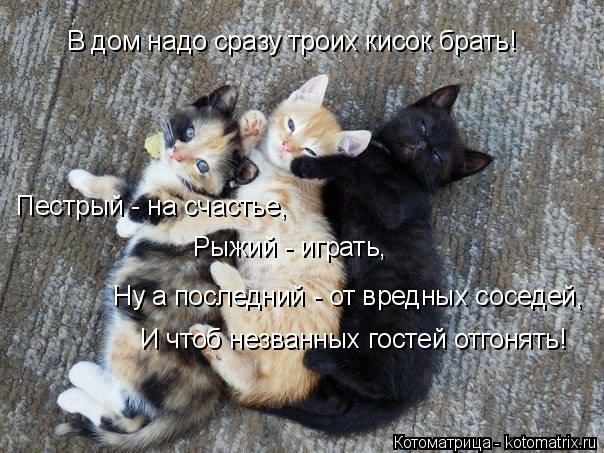kotomatritsa_Ty (604x453, 171Kb)