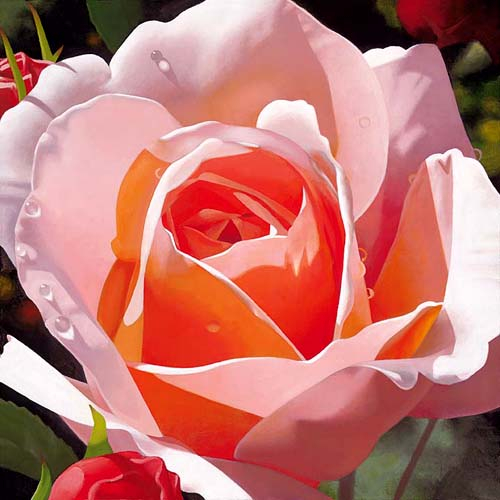 davis-2010-morning-rose-flower-art (500x500, 218Kb)