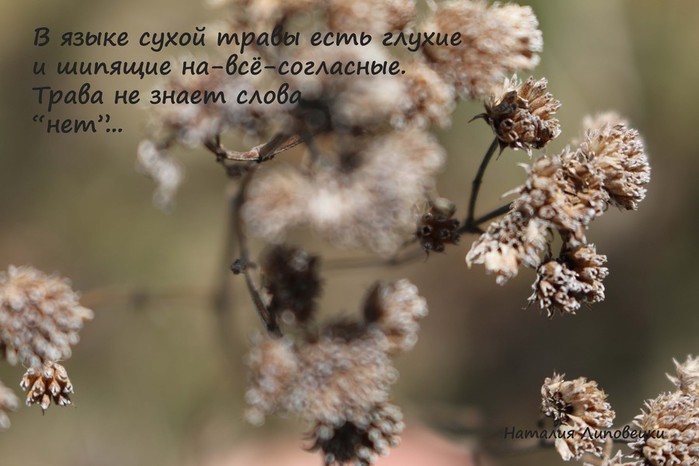 grasses text1 (700x466, 68Kb)