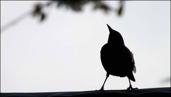 /3673959_1 (700x399, 13Kb)