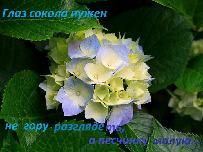 16   (700x525, 123Kb)