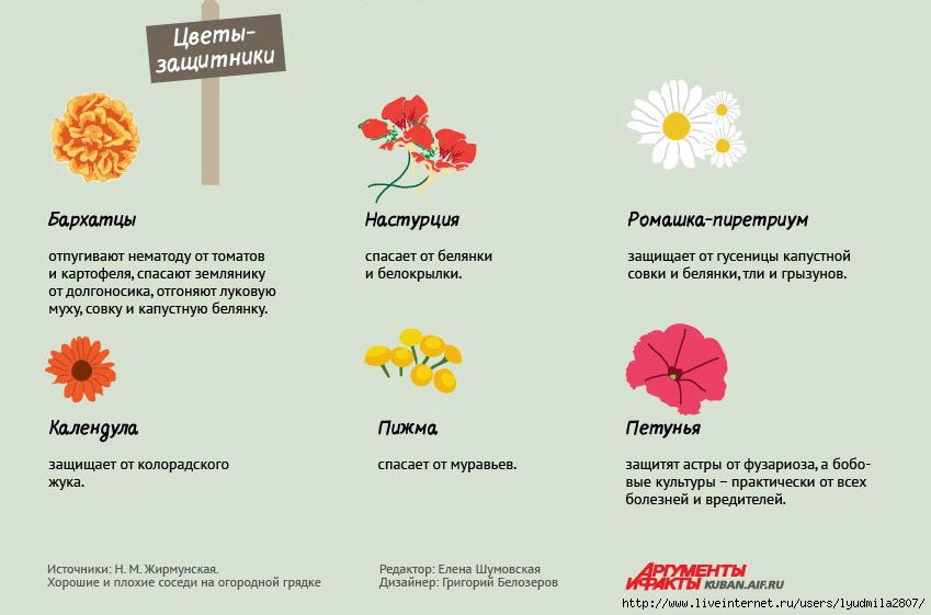 какие цветы отпугивают вредителей