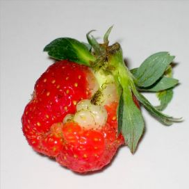 272x272-images-stories-2012-04-deformed_strawberries_04 (272x272, 53Kb)