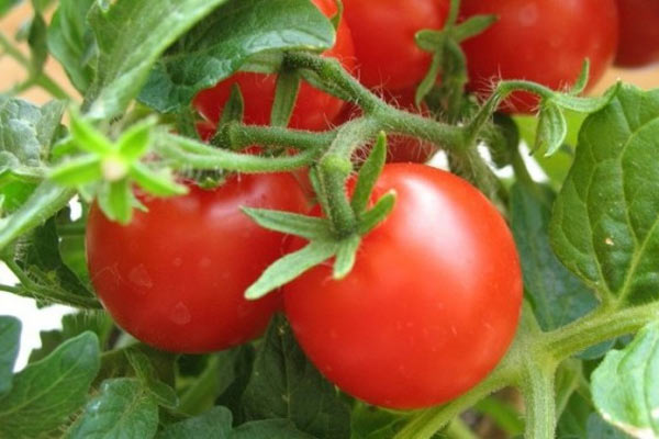 posadka-tomatov (600x400, 45Kb)