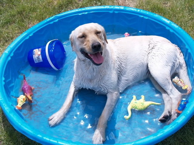 1340886888_dog-in-pool-summer (650x488, 337Kb)